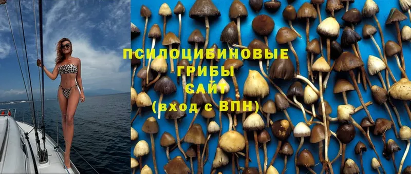 mega сайт  Клинцы  Галлюциногенные грибы Psilocybine cubensis  закладки 